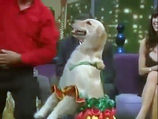 Man Dancing With Dog - HILARIOUS