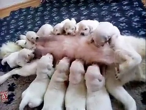 Dure dure la vie de maman quand on est une chienne