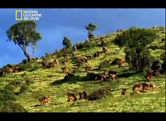 17الحيوانات المفترسة الأشد فتكا. عارك الحيوانات