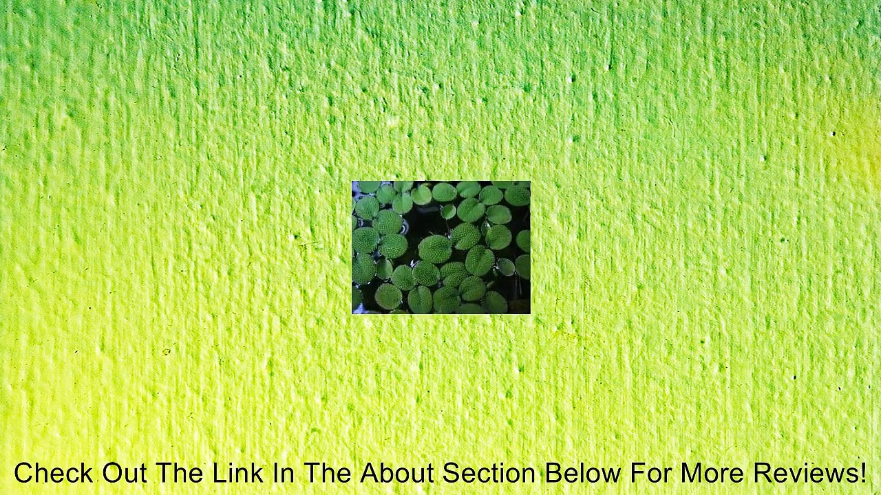 Giant Duckweed (Salvinia Minima) 1 cup Review