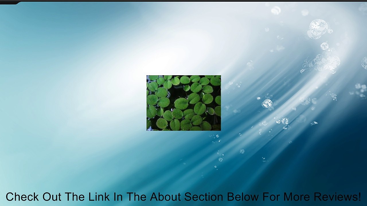 Giant Duckweed (pond plant) 10 Bunches Review