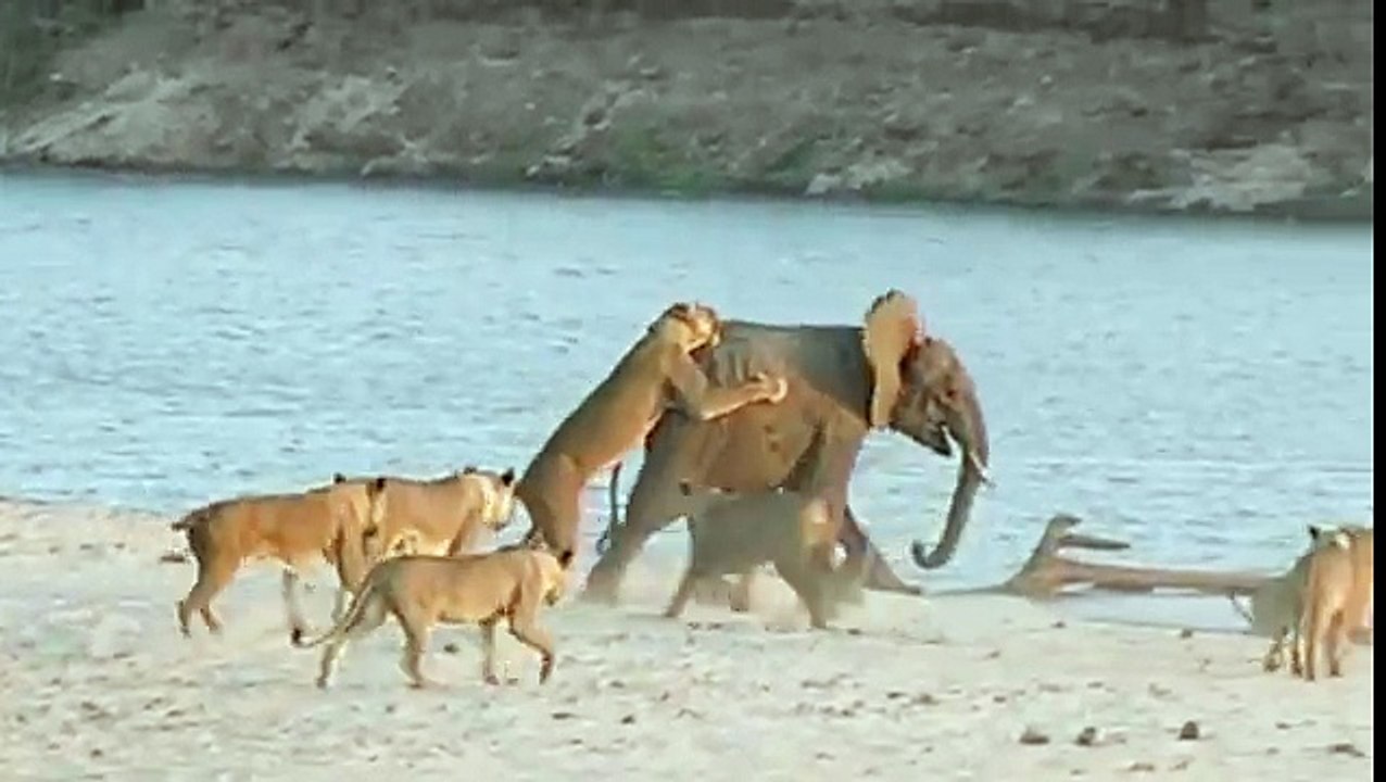 Young Elephant Fights Off 14 Lions