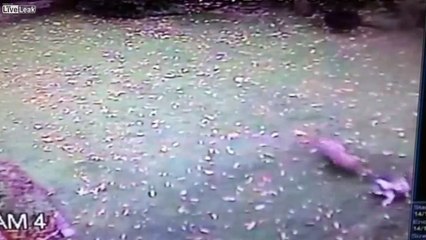 Are your pets and children safe from coyotes at home?