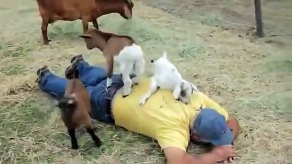 Wow   Goat Kids Play With Man