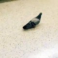 This Bird Don t Fly  He Takes Train