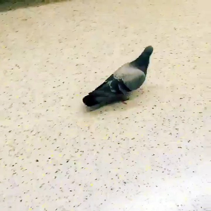This Bird Don t Fly  He Takes Train
