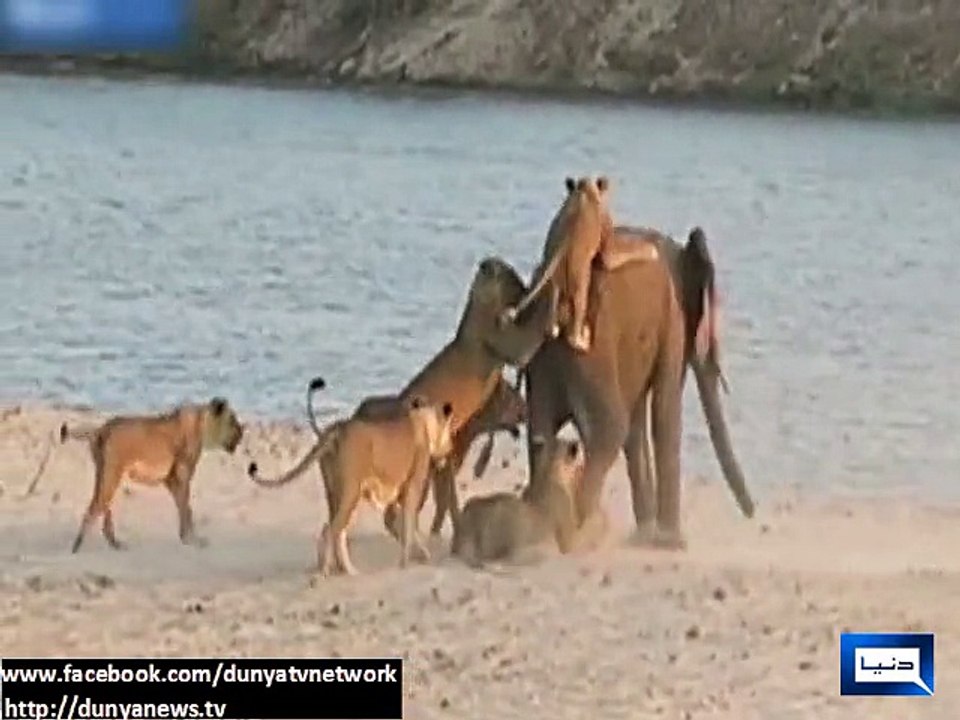 Dunya news-Young elephant fight off 14 lions