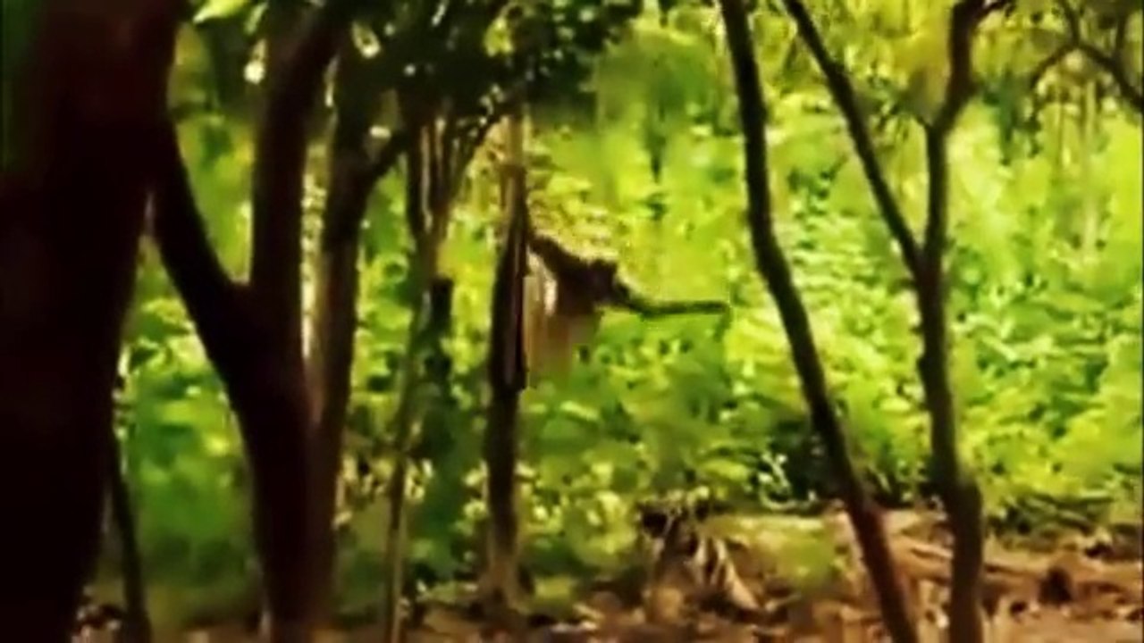 Monkey Attacks Tiger Cubs - Monkey Gets The Last Laugh