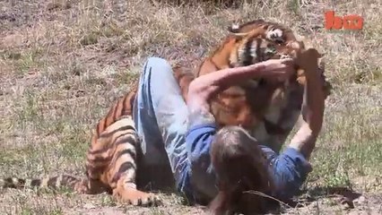Tiger Attacks Man_ Real Tiger Attack Stunt