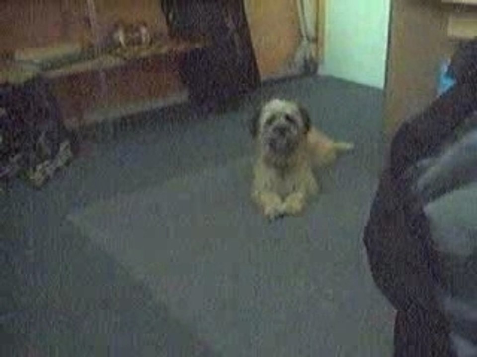 moitié chien moitié loup