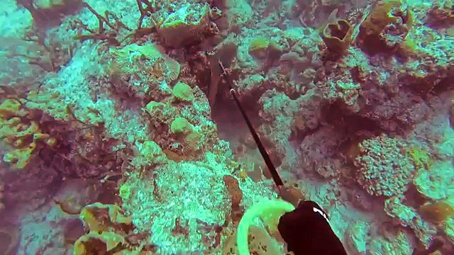 Bahamas Freediving Go Pro HD 2014