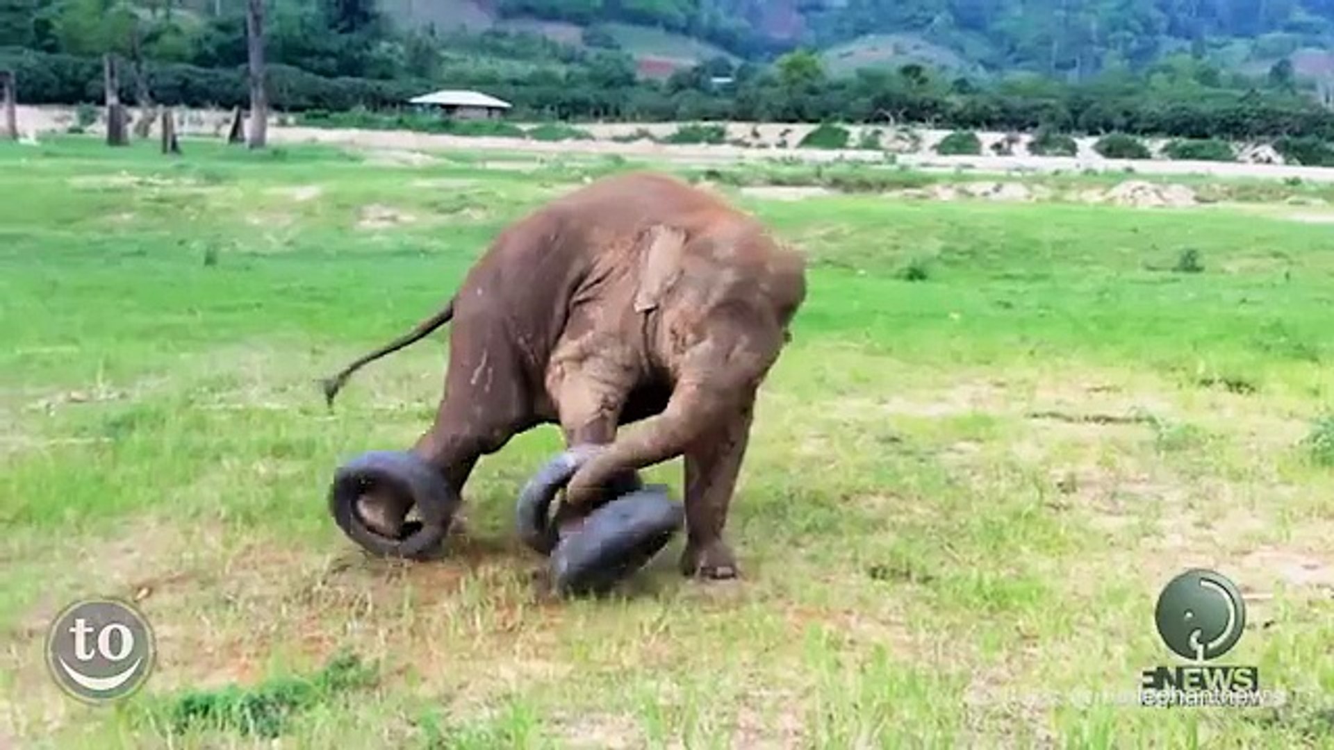 2 min de pur bonheur à regarder ce bébé éléphant jouer! - Vidéo Dailymotion