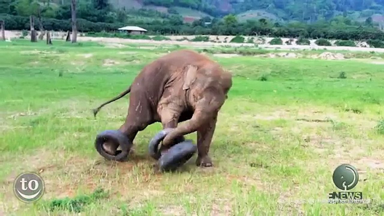2 min de pur bonheur à regarder ce bébé éléphant jouer!
