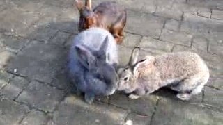 Our rabbits I