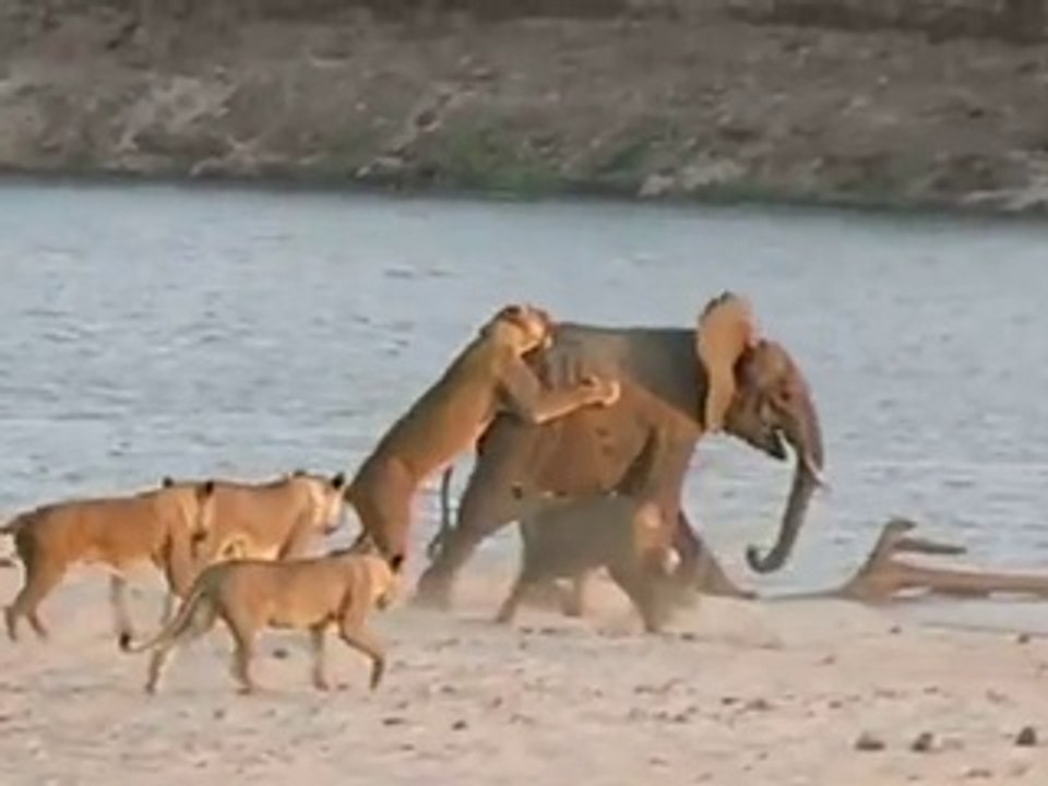Un éléphanteau survit à l'assaut de 14 lions