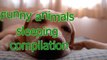 Animals are so funny when they sleep Funny and cute animals compilation