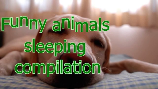 Animals are so funny when they sleep Funny and cute animals compilation