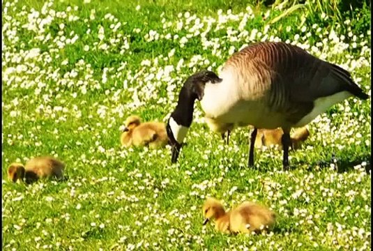 Baby Animals How to Learning names of Baby Animals for Kids and Toddlers ~ Best Funny Animals 2014