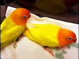 Love Bird Breeding ~ Best Funny Animals 2014