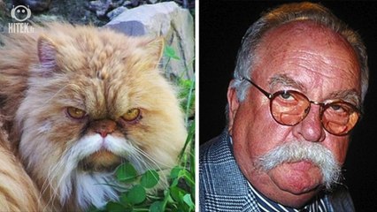 20 chats qui affichent une ressemblance troublante avec des objets ou des personnes