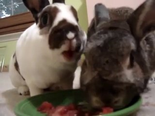 ¿Comen los conejos sandía?