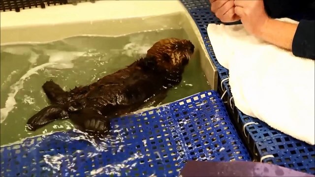 Séquence tendresse : Un bébé loutre orphelin apprend à nager avec des humains !