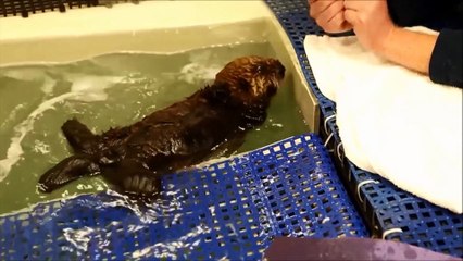 Séquence tendresse : Un bébé loutre orphelin apprend à nager avec des humains !