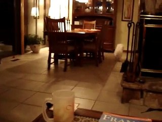 Reve & Bella in Love...2 French Bichon Frise