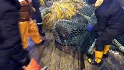 Angry sea lion caught in fishing nets