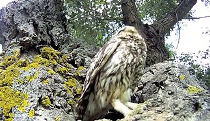 Baby owls are fascinated by camera