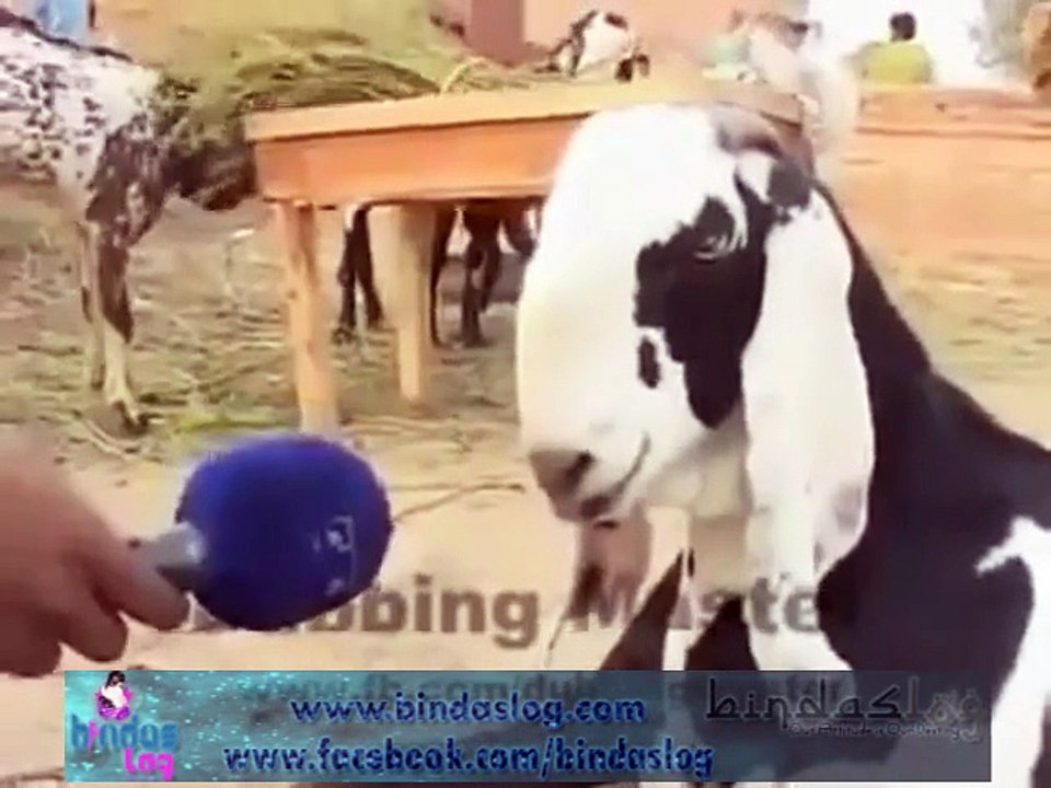 Bakra Eid Special Dubbing