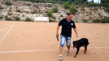 Dressage canin la Ciotat13,  Marche sans laisse