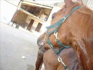 Coca le cheval de mon coeur!!