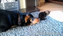 Dogs annoying cats with friendship  Video