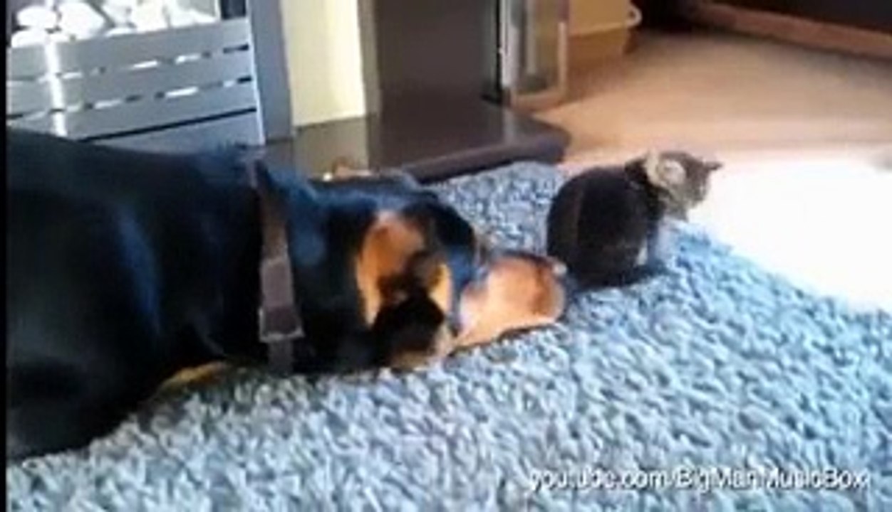 Dogs annoying cats with friendship  Video
