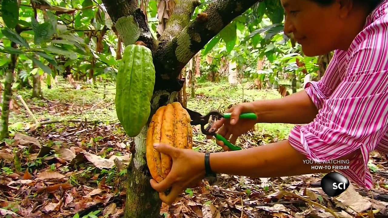 How its Made - Cocoa