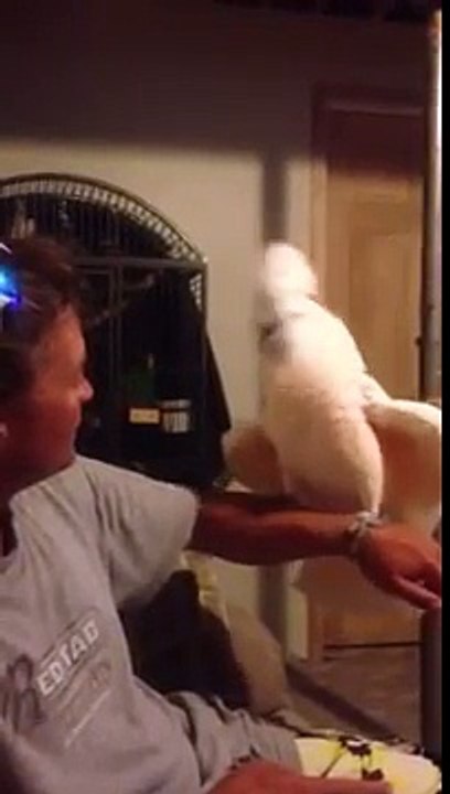 Un Cacatoes qui rigole