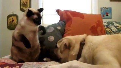 kediler ve köpekler