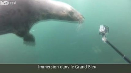 Zapping Web : thérapie anti-stress...avec des chatons