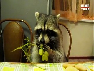 Rakun'un üzüm keyfi izleyenleri güldürüyor