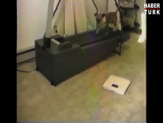 Spor yapan köpek izleyenleri güldürüyor