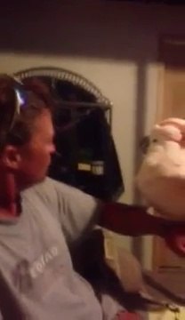 Un perroquet cacatoès rit aux éclats