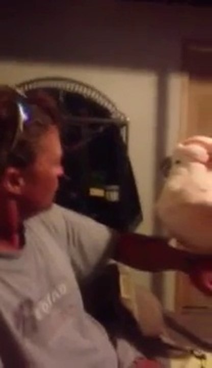 Un perroquet cacatoès rit aux éclats