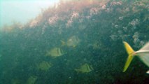 Mares, Cavernas submarinas, Litoral Norte, Paulista, SP, Brasil, mergulhos de observação marinha em apneia, show nos mares,  parte 09
