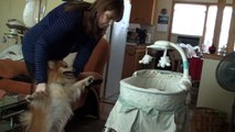 Un chien excité de voir le nouveau bébé de la famille