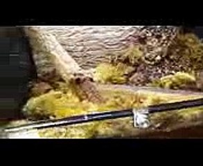 Download um dvd to ipad video converter v.2.1.3.1 crack elite edition