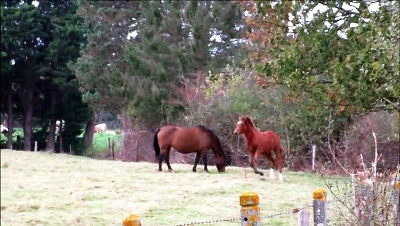 El Diego & Elixir Des Etoiles 24oct14