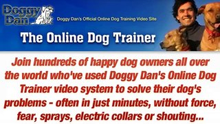 Obedience Collar - The Online Dog Trainer