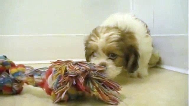 Teddy bear puppy (shih tzu X bichon frise) Puppies For Sale