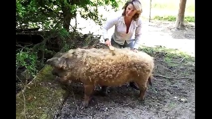Cochon avec des poils